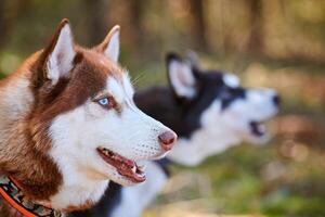 Two Siberian Husky dogs profile portrait with blue eyes and brown white black coat, cute dogs breed photo