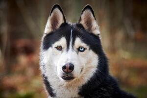 Siberian Husky dog portrait with blue eyes and gray coat color, cute sled dog breed photo
