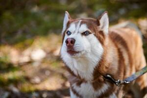 Siberian Husky dog portrait with blue eyes and red brown color, cute sled dog breed photo