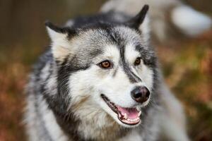 Siberian Husky dog portrait with brown eyes and gray coat color, cute sled dog breed photo