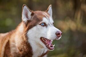 Siberian Husky dog profile portrait with blue eyes and brown white color, cute sled dog breed photo