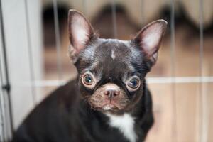 sorprendido corto peludo chihuahua perro con grande orejas en jaula linda pequeño chihuahua perro con marrón Saco foto