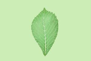 One green elm tree leaf on light green background, detailed macro close up photo. Natural elm leaf photo