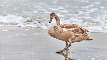 Young brown colored swan walking by Baltic sea, close up photo