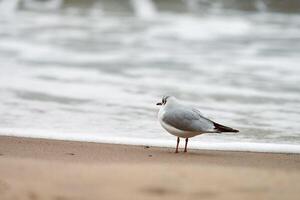 gaviota de cabeza negra en el fondo de la playa, el mar y la arena foto