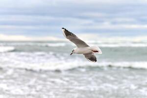 Seagull, gull flying over sea background photo