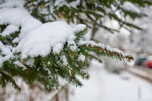 Coniferous tree branch covered with snow in winter photo