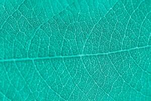 Macro leaf texture turquoise colorized with beautiful relief facture of plant, close up macro photo