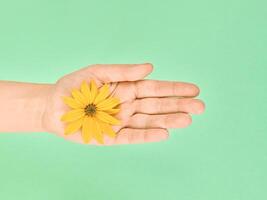 Yellow flower in female palm, save environment, cosmetic skincare concept, symbol of pure nature photo