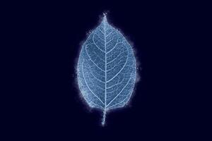 One frozen icy reynoutria tree leaf isolated on dark blue background, blue ice covered leaf effect photo