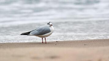 gaviota de cabeza negra en el fondo de la playa, el mar y la arena foto