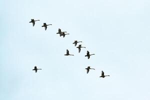 Flock of birds, swans flying in blue sky in V-formation photo