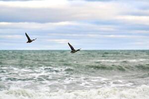 Two mallard ducks flying over sea water, seascape photo