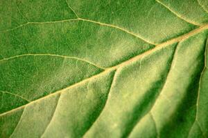 Macro green leaf texture with beautiful relief facture of plant, close up macro photo of pure nature