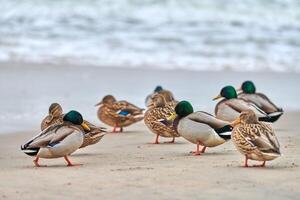 Flock of mallard ducks on coastline near sea photo