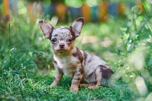 Chihuahua puppy, little dog in garden photo