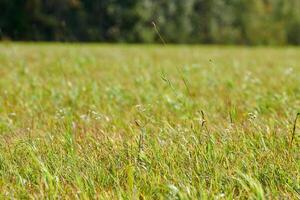 Green grass, meadow field, forest background photo