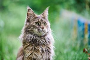 retrato de gato maine coon en el jardín foto