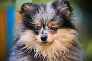 Pomeranian Spitz puppy in garden, close up face portrait photo