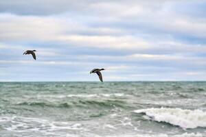 Two mallard ducks flying over sea water, seascape photo