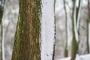 Tree trunks covered with snow, winter landscape, copy space photo