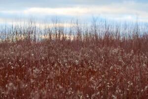 Field of plants with red stems and white flowers, rural photo