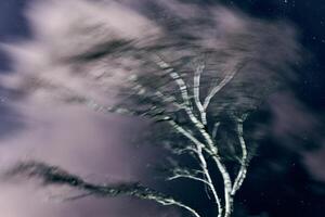 borroso desenfocado Moviente árbol en noche cielo antecedentes con nubes, crepúsculo zona atmósfera foto