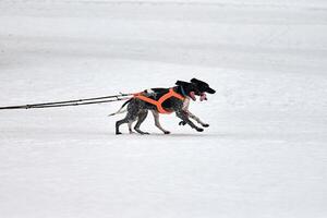 Running Pointer dog on sled dog racing photo