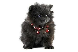 Pomeranian puppy Spitz, isolated photo