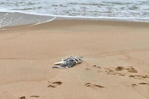 Dead body of bird on polluted beach photo