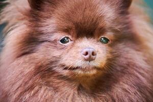 Pomeranian Spitz dog in garden, close up face portrait photo