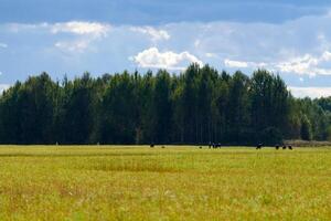 Green grass, meadow field, forest background photo