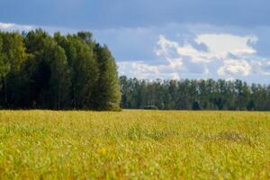 Green grass, meadow field, forest background photo