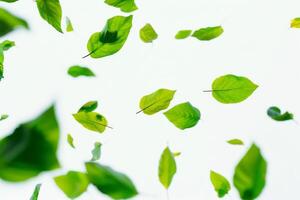 Freshness Concept with Floating Green Leaves on White photo