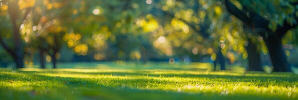 Sunlit Park with Lush Green Trees and Dewy Grass at Sunrise photo