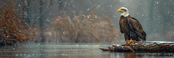 Majestic Bald Eagle Perched in Snowy Winter Landscape photo