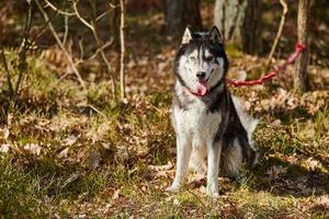 Siberian Husky dog sitting on forest grass full size Husky dog portrait with gray black coat photo