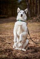 Siberian Husky dog standing on hind legs on dry grass field, funny Husky dog gray black coat color photo