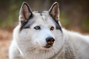 Siberian Husky dog with eye injury close up portrait beautiful Husky dog with black white coat color photo