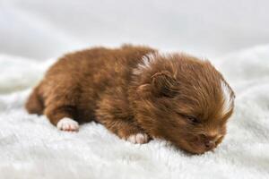 Little Chihuahua puppy sleeping on soft white fabric, cute sleepy brown white dog breed on white photo