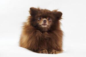 Brown Pomeranian Spitz dog lies isolated on white background, cute Spitz puppy chocolate brownish coat color photo