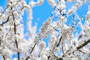 White plum blossom on blue sky background, beautiful white flowers of prunus tree in city garden photo