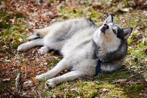 Siberian Husky dog lying on forest grass, full size resting Husky dog portrait with blue brown eyes photo