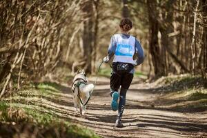 Back view to running Siberian Husky sled dog in harness pulling man on autumn forest country road photo