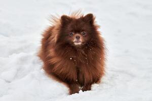 Happy Pomeranian Spitz dog lies on snow, cute chocolate brown Spitz puppy portrait, winter outdoor walking photo