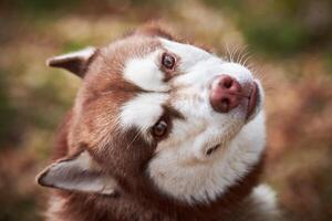 Siberian Husky dog portrait with brown eyes and red brown color, cute sled dog breed photo