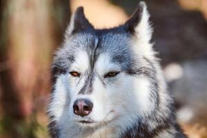 Siberian Husky dog portrait with brown eyes and gray coat color, cute sled dog breed photo