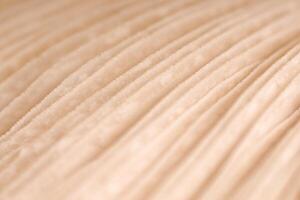 Agaric mushroom gills under cap macro close up photo, depth of field photography photo