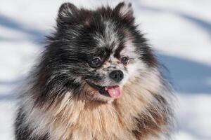 Pomeranian Spitz dog close up portrait, cute black marble with tan Spitz puppy sitting on snow photo