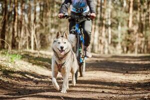 Ejecutando perros de trineo husky siberiano en el arnés tirando de la bicicleta en el bosque de otoño en tierra seca bikejoring foto